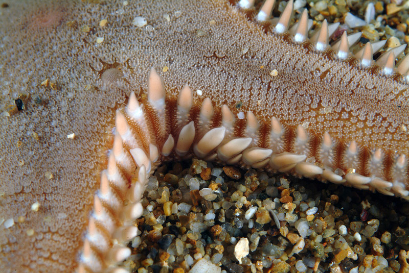 Astropecten platyacanthus (Philippi, 1837)